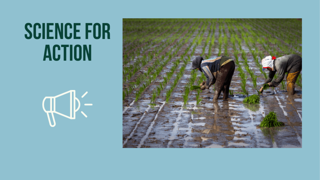 two women harvesting rice