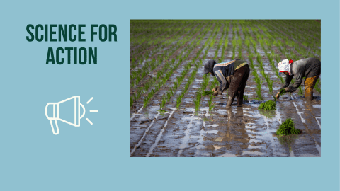 two women harvesting rice
