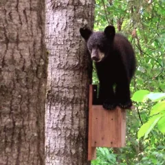 Daniel Shearer Headshot