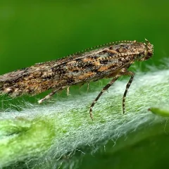 Perumal Vivekanandhan Headshot