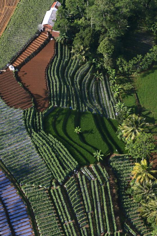 alternating land use in tropical area