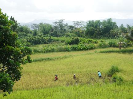 Rice paddy with 3 people harvesting