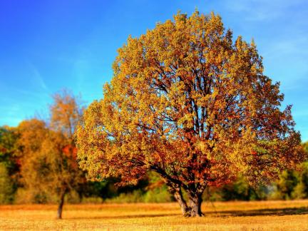 Placeholder photo - autumn tree in meadow